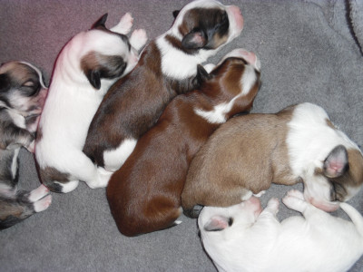Afbeelding invoegen