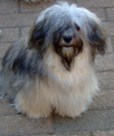 Dana, ons boefje (& dochter) van Dolly Dot en Naughty