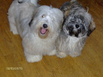 Dolly Dot & Macho