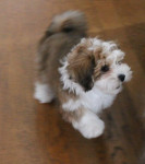 (nog) kleine Romy