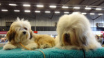Romy & Macho op de show in Rotterdam 2012
