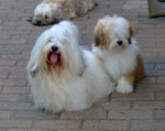 Romy met Macho en Dolly Dot