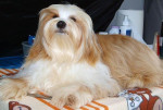 Noble Prince, vader van Romy