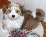 Kleine Romy