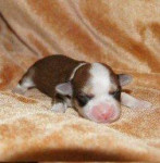 Romy, 1 dag oud
