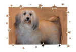Jazzy, moeder van Romy